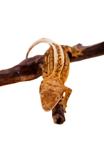 Gecko crêpé de Nouvelle-Calédonie sur blanc — Photo