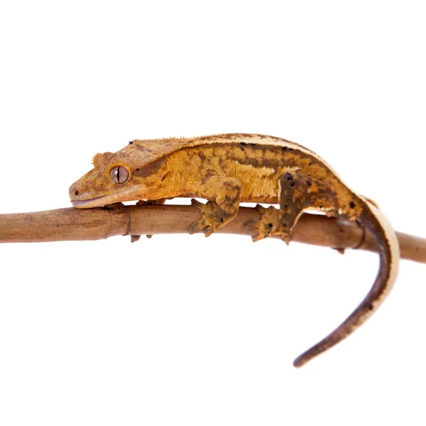 New Caledonian crested gecko on white — Stock Photo, Image