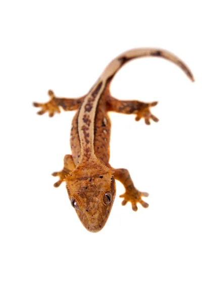 Nowe Caledonian crested gecko na białym — Zdjęcie stockowe