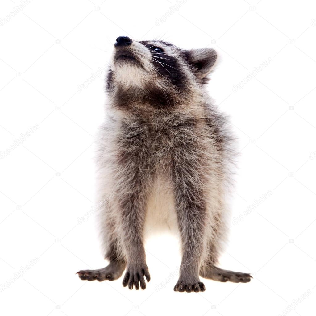 Baby raccoon on white background