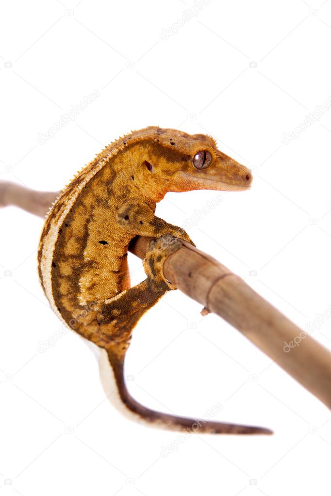 New Caledonian crested gecko on white