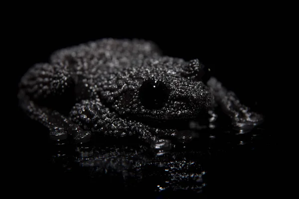 Theloderma ryabovi, rare spieces of frog on black — Stock Photo, Image