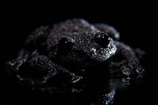 Theloderma ryabovi, harvinainen sammakon ulosteet mustalla — kuvapankkivalokuva
