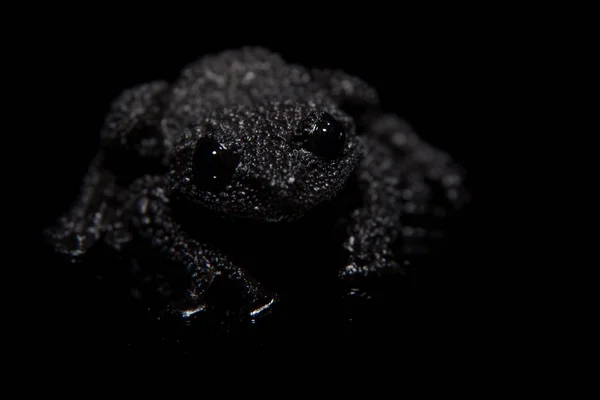 Theloderma ryabovi, rare spieces of frog on black — Stock Photo, Image