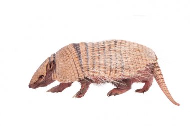 Armadillo altı çizgili beyaz