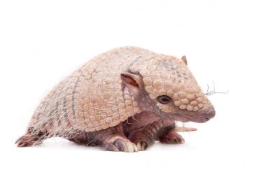 Armadillo altı çizgili beyaz