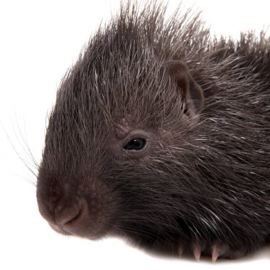 Hint oklu kirpi bebek beyaz