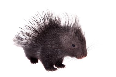 Indian crested Porcupine baby on white clipart