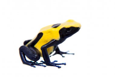 Citronella boyama zehirli dart frogling, Dendrobates tinctorius, beyaz