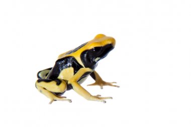 Regina Dyeing Zehirli Dart Frogling, Dendrobates Tinctorius, beyaz üzerine