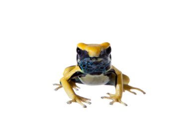 Regina Dyeing Zehirli Dart Frogling, Dendrobates Tinctorius, beyaz üzerine