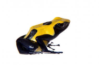 Citronella boyama zehirli dart frogling, Dendrobates tinctorius, beyaz