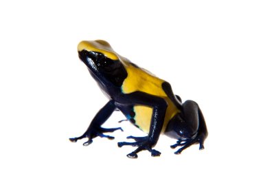 Citronella boyama zehirli dart frogling, Dendrobates tinctorius, beyaz