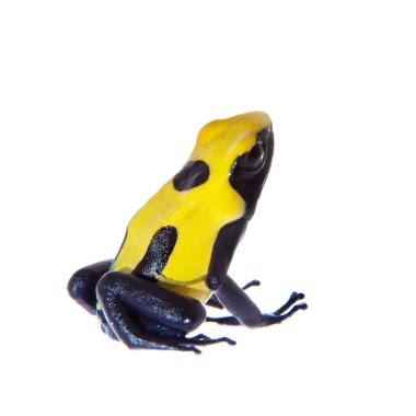 Citronella boyama zehirli dart frogling, Dendrobates tinctorius, beyaz