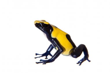 Citronella boyama zehirli dart frogling, Dendrobates tinctorius, beyaz