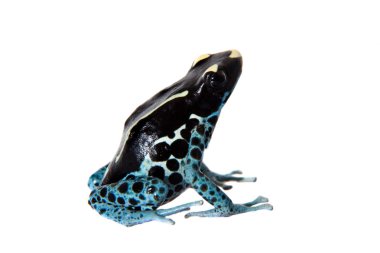 Awarape boyama zehirli ok kurbağası, Dendrobates tinctorius, beyaz