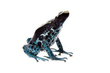 Awarape boyama zehirli ok kurbağası, Dendrobates tinctorius, beyaz