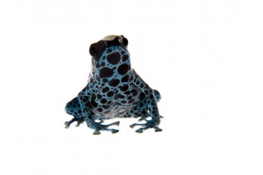 Awarape boyama zehirli ok kurbağası, Dendrobates tinctorius, beyaz