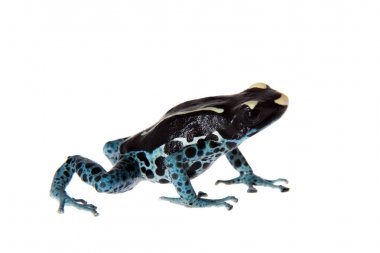 Awarape boyama zehirli ok kurbağası, Dendrobates tinctorius, beyaz