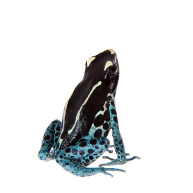 Awarape boyama zehirli ok kurbağası, Dendrobates tinctorius, beyaz