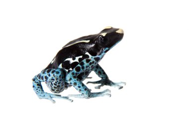Awarape boyama zehirli ok kurbağası, Dendrobates tinctorius, beyaz