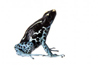 Awarape boyama zehirli ok kurbağası, Dendrobates tinctorius, beyaz
