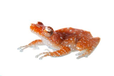 Tarçın kurbağa, beyaz üzerine Nictixalus pictus