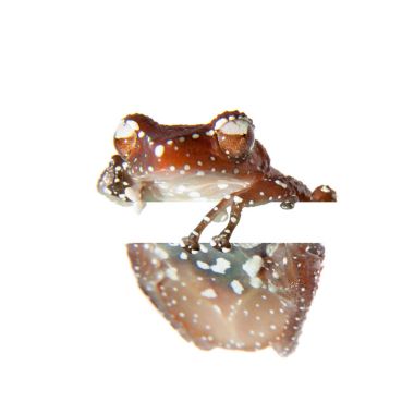 Tarçın kurbağa, beyaz üzerine Nictixalus pictus