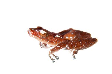 Tarçın kurbağa, beyaz üzerine Nictixalus pictus