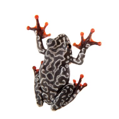 Riggenbachs reed kurbağa, kadın, Hyperolius riggenbach, beyaz