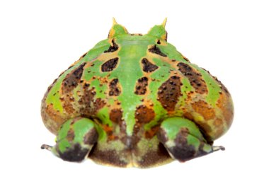 Beyaz izole Brezilyalı boynuzlu kurbağa