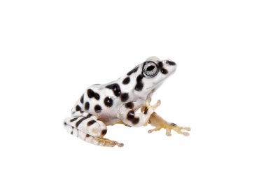 Annam uçan kurbağa, beyaz Rhacophorus annamensis