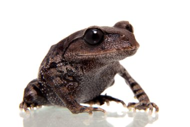 Kakhien Hills spadefoot kurbağa beyaz