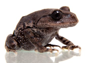 Kakhien Hills spadefoot kurbağa beyaz