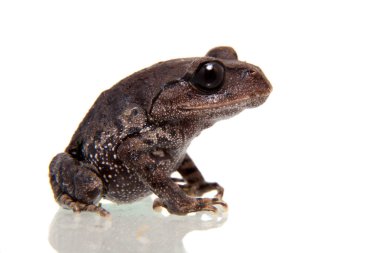 Kakhien Hills spadefoot kurbağa beyaz