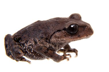 Kakhien Hills spadefoot toad on white clipart