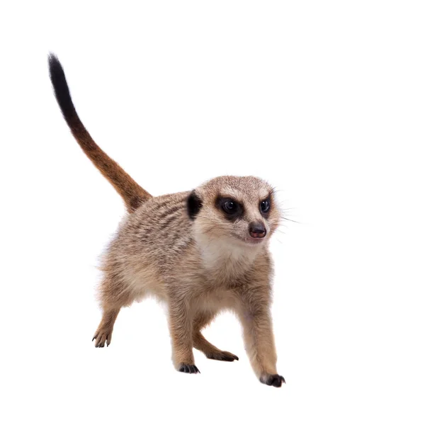 The meerkat atau anak suricate, 2 bulan tua, di putih — Stok Foto