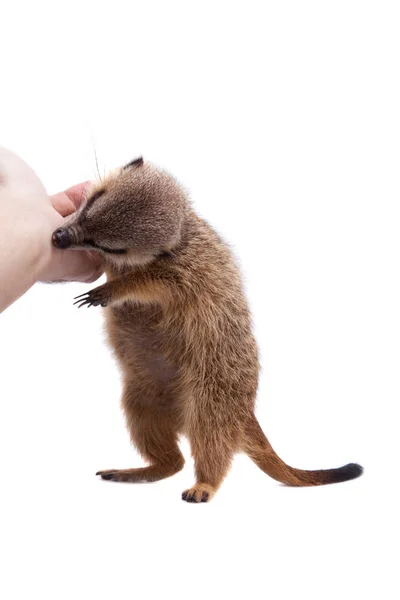 Çöl faresi veya suricate yavru, 2 ay beyaz eski, — Stok fotoğraf