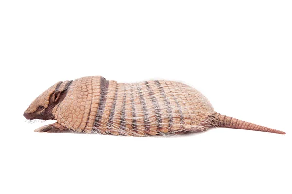 Six-banded armadillo on white — Stock Photo, Image