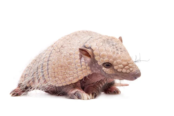 Six-banded armadillo on white — Stock Photo, Image