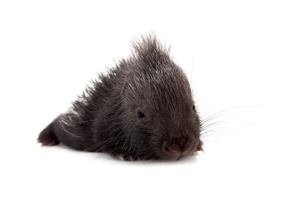 Indiska crested Porcupine baby på vit — Stockfoto