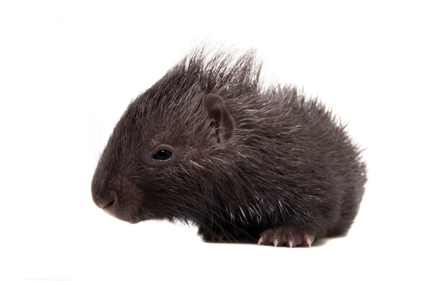 Indiska crested Porcupine baby på vit — Stockfoto