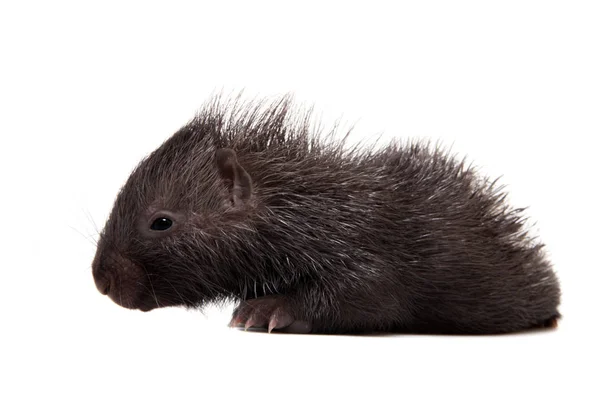 Indiska crested Porcupine baby på vit — Stockfoto