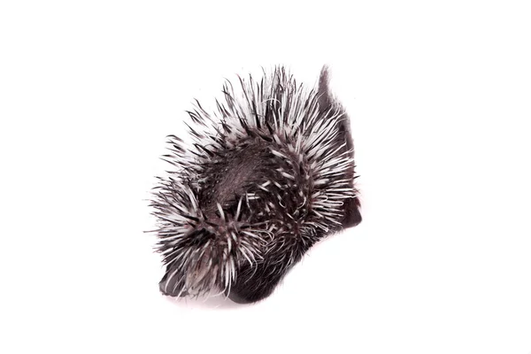 Indian crested Porcupine baby on white — Stock Photo, Image