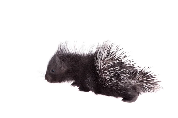 Indiase crested Porcupine baby op wit — Stockfoto