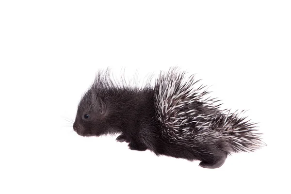 Porcupine à crête indienne bébé sur blanc — Photo