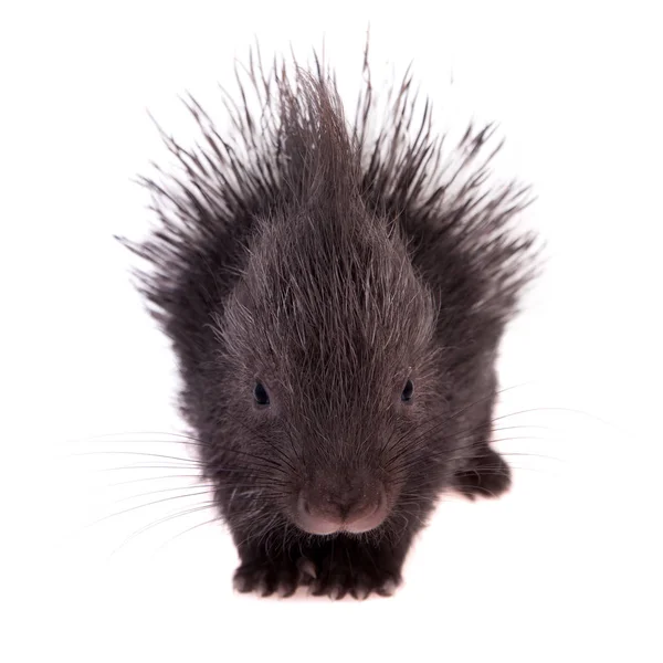 Indiska crested Porcupine baby på vit — Stockfoto