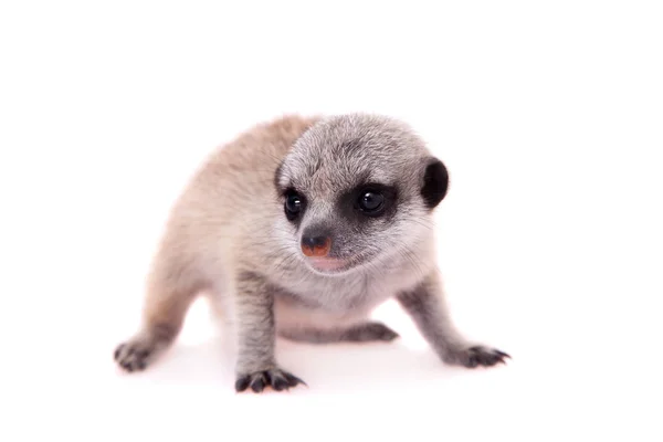 Çöl faresi veya suricate yavru, 2 ay beyaz eski, — Stok fotoğraf