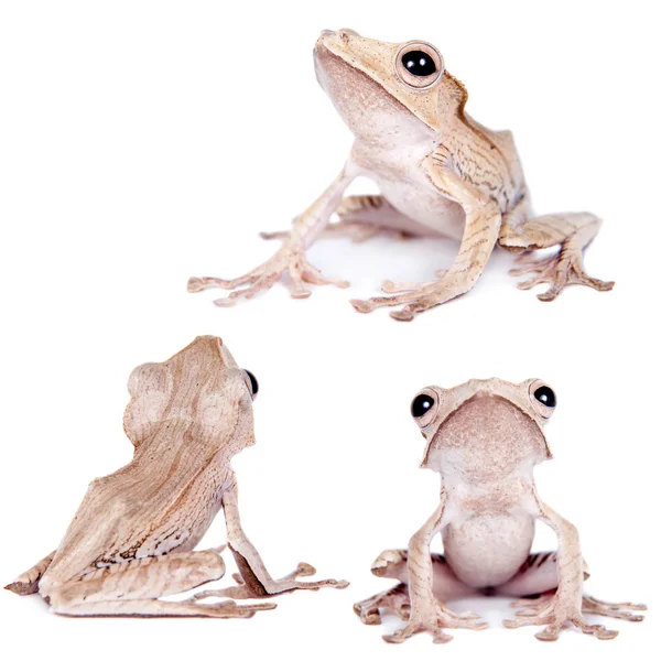 Borneo ušatý žába na bílém pozadí — Stock fotografie