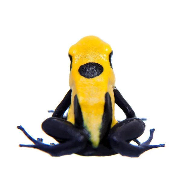 Citronella Färben Gift Dart Frogling, dendrobates tinctorius, auf weiß — Stockfoto